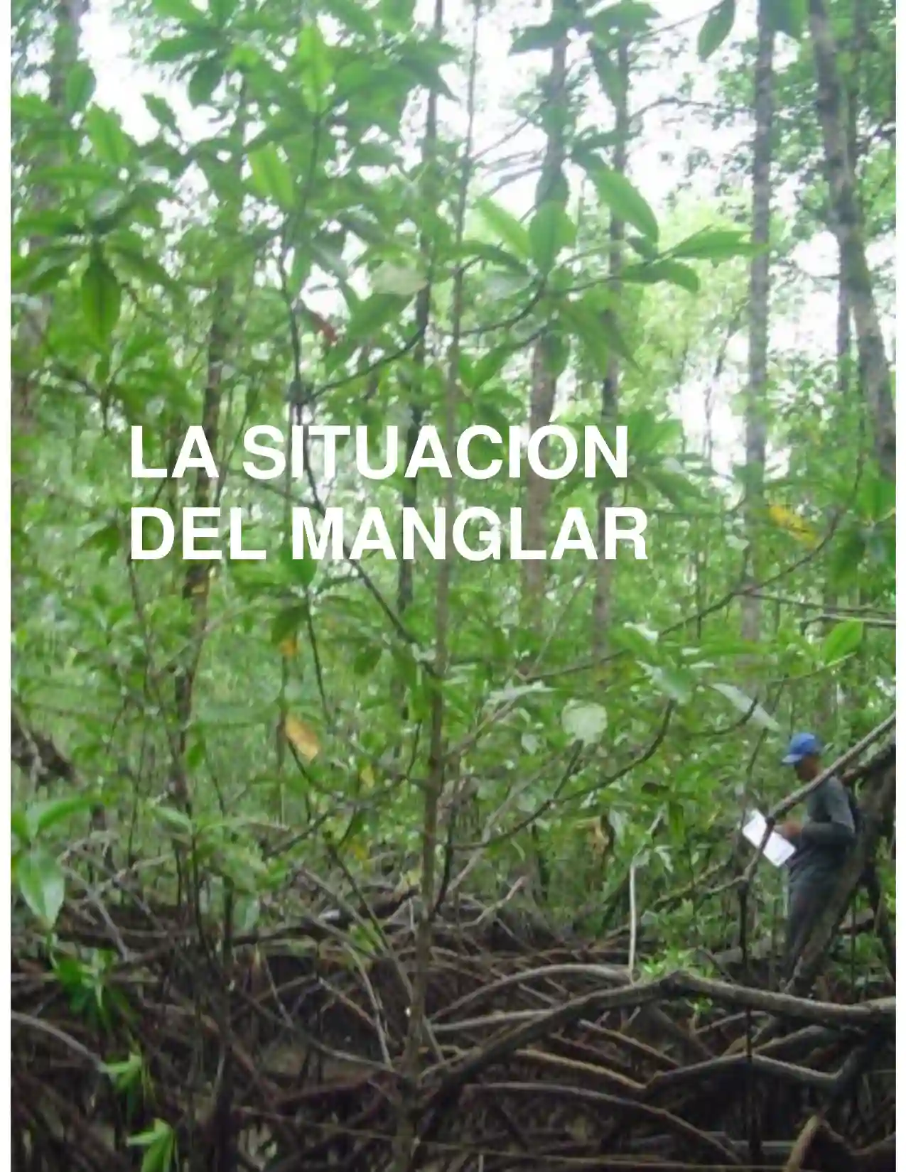 Portada Situación de los Manglares del Norte del Chocó Biogeográfico.