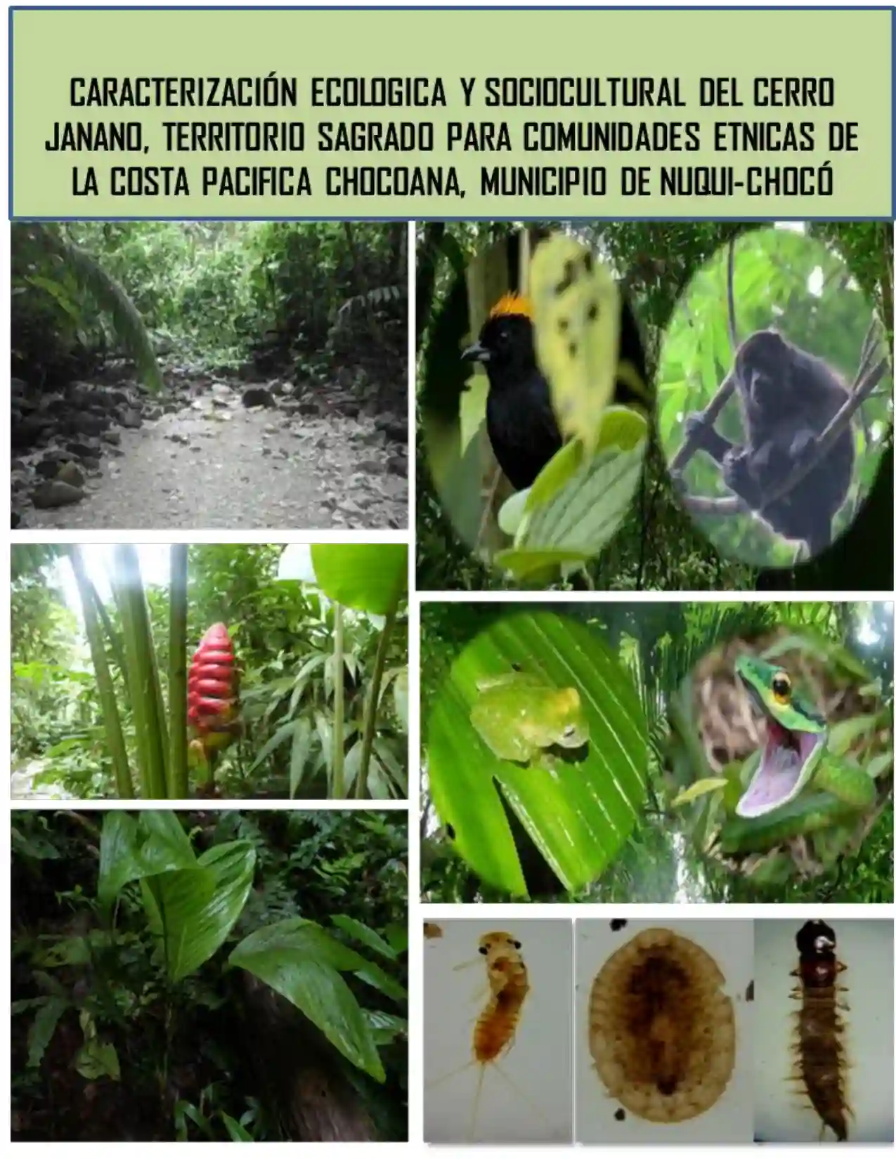 Portada Caracterización ecológica y sociocultural del cerro Janano, territorio sagrado para comunidades étnicas de la costa Pacífica Chocoana